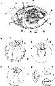 Brachiopod features: A: 1, pedicle; 2,...