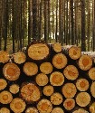 Fuelwood consumption, commercial logging, and...